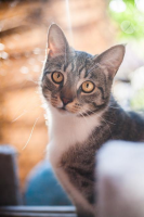 cat-image.jpg