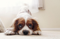 dog-image.jpg