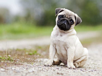 dog.jpeg