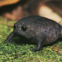 Frog.jpg