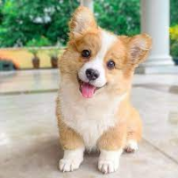 dog.jpg