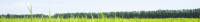 greenlandscape.jpg
