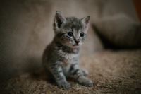 cat-ramiz-dedakovic-u4gwRbr2_j0-unsplash.jpg