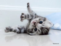 Cat.jpg