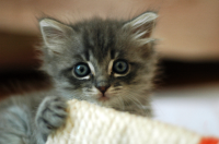 kitten.jpg
