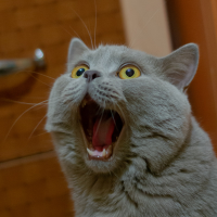 funny-cat.jpg